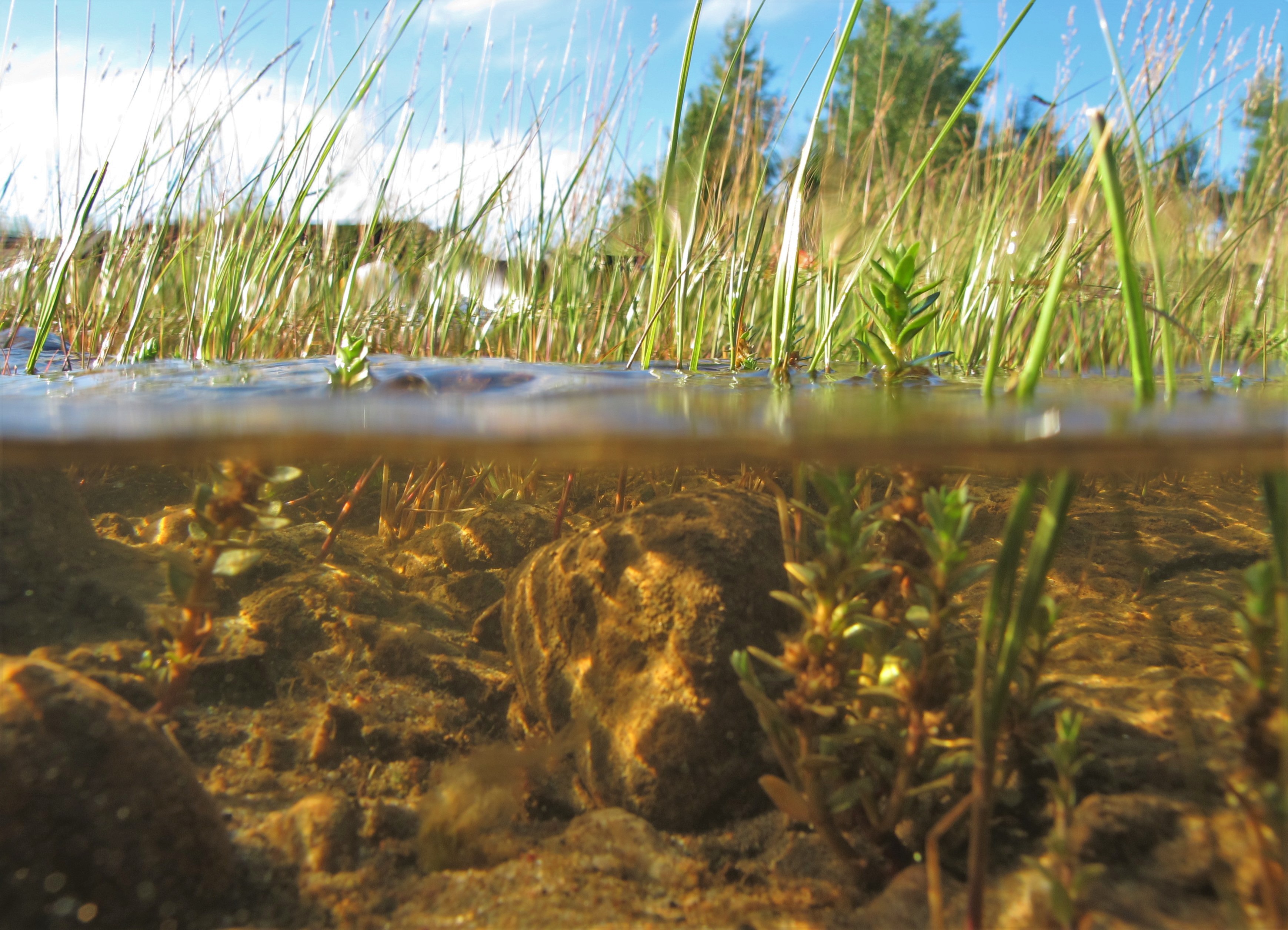 Matalien rantavesien putkilokasvit – itä